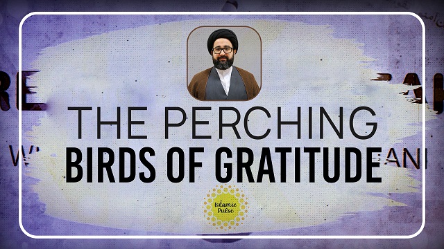 The Perching Birds of Gratitude | Reach the Peak | English